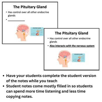 The Endocrine System Lesson | Chemical Signals, Hormones | 6th, 7th, 8th Grade, image 2