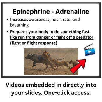 The Endocrine System Lesson | Chemical Signals, Hormones | 6th, 7th, 8th Grade, image 3