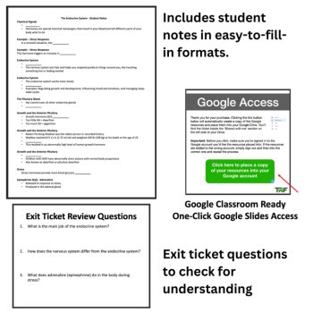 The Endocrine System Lesson | Chemical Signals, Hormones | 6th, 7th, 8th Grade, image 4