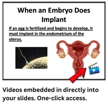 The Male and Female Reproductive Systems Lesson | 6th, 7th, 8th Grade, image 3