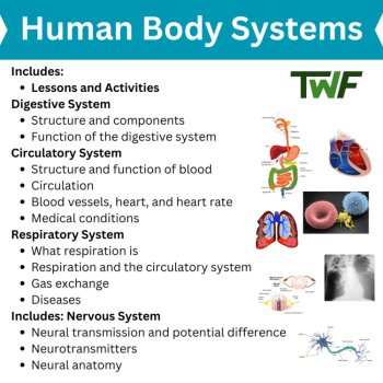 Human Body Systems Unit | Digestive, Circulatory, Respiratory, Nervous Systems, image 2