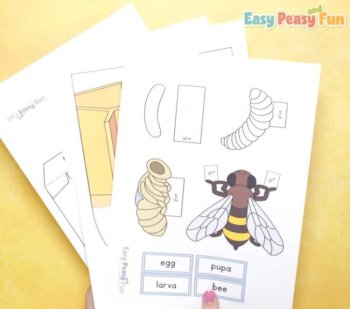 Bee Life Cycle Craft | 3D Diorama Craft Activity, image 2