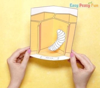 Bee Life Cycle Craft | 3D Diorama Craft Activity, image 3