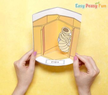 Bee Life Cycle Craft | 3D Diorama Craft Activity, image 4