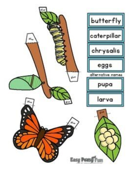 Butterfly Life Cycle Craft | 3D Diorama Craft Activity, image 2