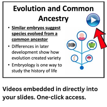 Comparing Embryos - Evidence of Common Ancestry Evolution Lesson | 6th, 7th, 8th, image 4