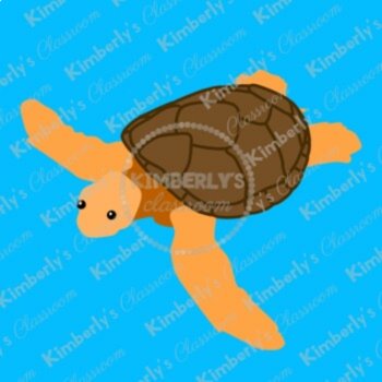 Turtle Digital Clipart - High Quality Reptile Images, image 3