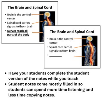 Body Systems Lesson | How Your Body Systems Work Together 6th 7th 8th, image 2