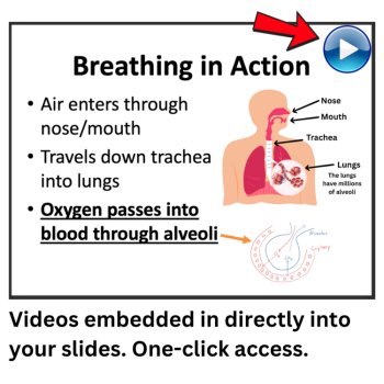 Body Systems Lesson | How Your Body Systems Work Together 6th 7th 8th, image 3