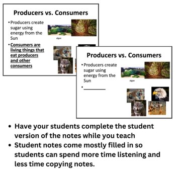 Food Chains and Food Webs - Energy Flow in Ecosystems Lesson | 6th, 7th, 8th, image 2