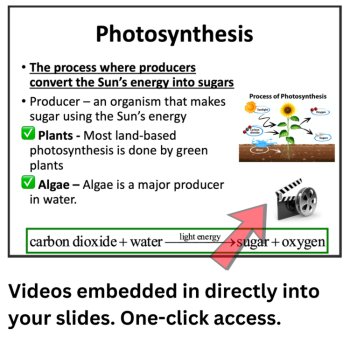 Food Chains and Food Webs - Energy Flow in Ecosystems Lesson | 6th, 7th, 8th, image 3