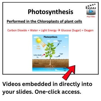 Photosynthesis Lesson | 6th, 7th, 8th Middle School, Bonus Infographic Activity, image 4
