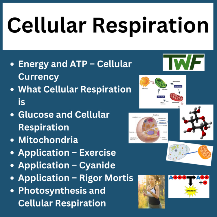 Cellular Respiration - High School Biology Science Lesson