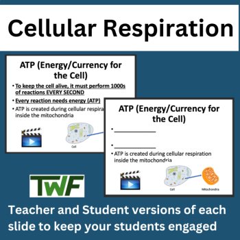 Cellular Respiration - High School Biology Science Lesson, image 2