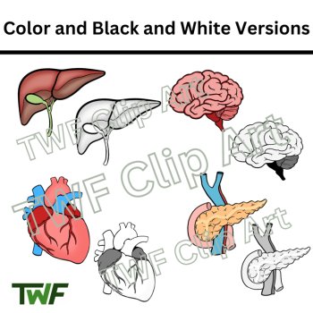 Human Organs and Organ Systems Clip Art - Science and Biology Clip Art, image 3