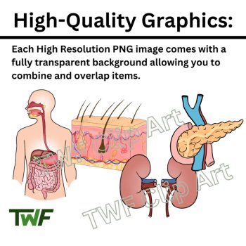 Human Organs and Organ Systems Clip Art - Science and Biology Clip Art, image 4