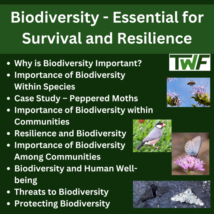 Biodiversity and Species Resilience Lesson–Importance for Species and Ecosystems