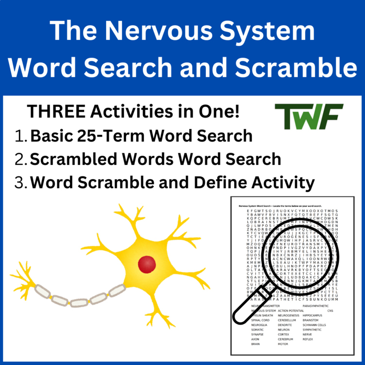 The Nervous System Word Search & Scramble Activity | Human Body Systems Review