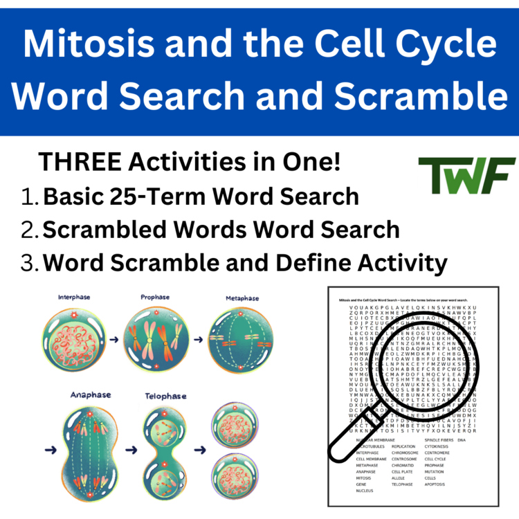 Mitosis and the Cell Cycle Word Search and Scramble Activity