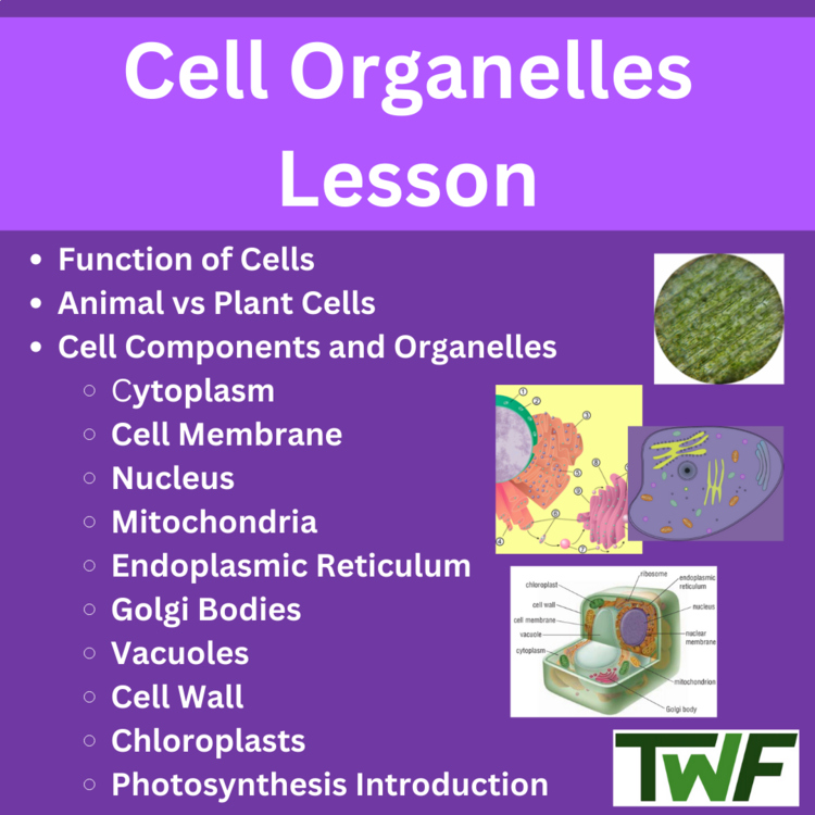 Cellular Organelles Lesson - Cell Organelle Structure and Function