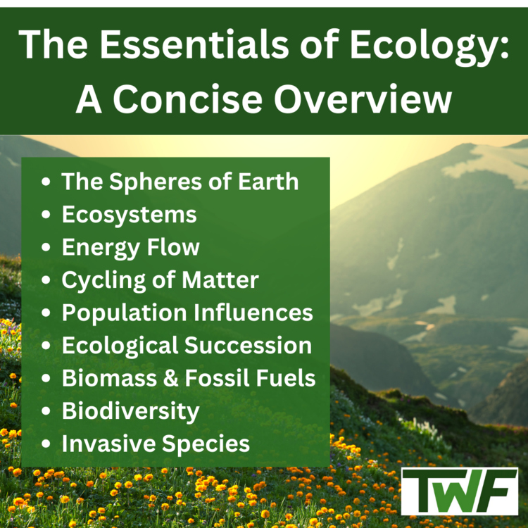 The Essentials of Ecology: A Concise Overview