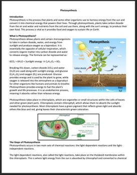 Photosynthesis High School Reading Comprehension Article | Importance, Factors, image 2