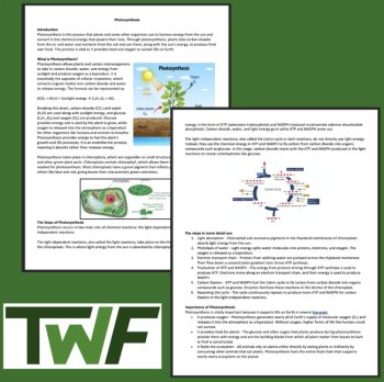 Photosynthesis High School Reading Comprehension Article | Importance, Factors, image 3