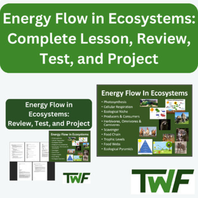 Energy Flow in Ecosystems - COMPLETE LESSON, TEST, and PROJECT Bundle
