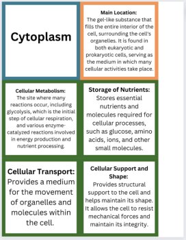 Cell Organelles Card Matching Activity - Middle and High School, image 3