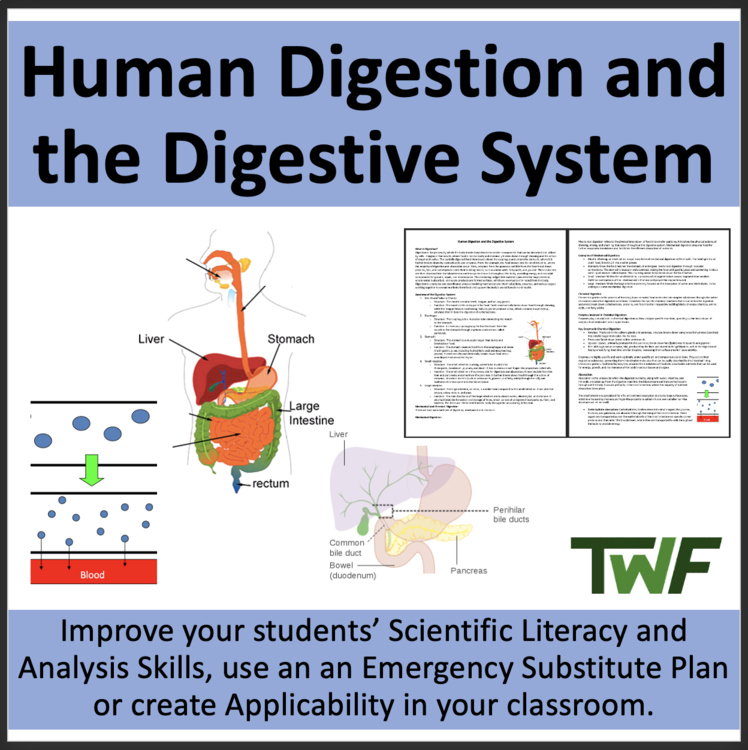 Human Digestion & the Digestive System - Comprehension Article - Grade 9 & Up