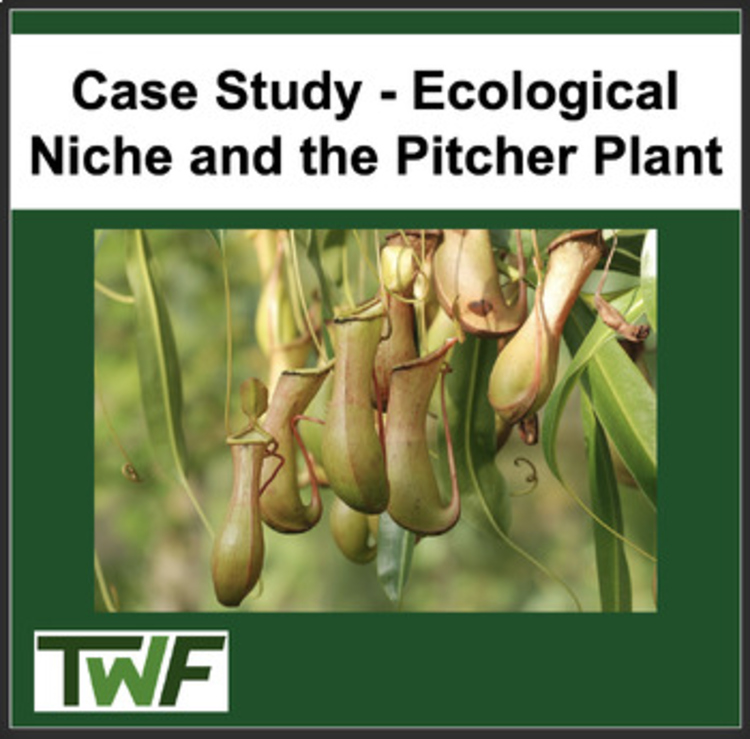 Ecology Case Study - Ecological Niche and the Pitcher Plant | Ecosystems