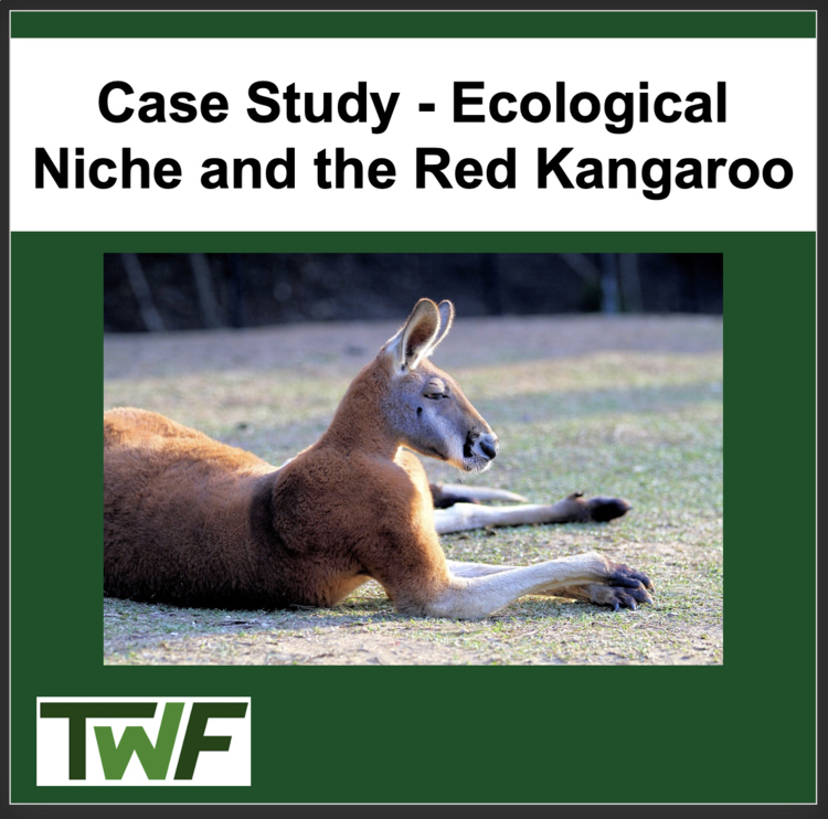 Ecology Case Study - Ecological Niche and the Red Kangaroo