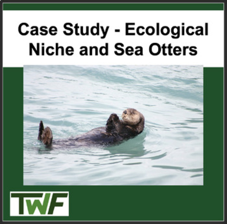 Ecology Case Study - Ecological Niche and Importance of Sea Otters in Ecosystems