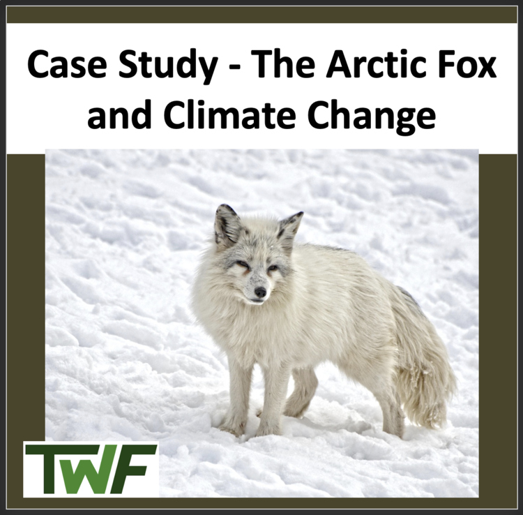 Climate Change Case Study - The Arctic Fox