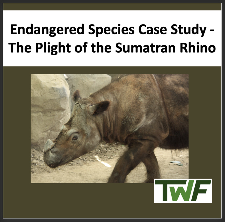 Ecology Case Study - The Plight of the Sumatran Rhino