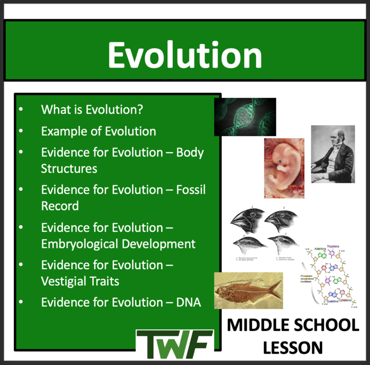 Evolution Lesson - LS4-2 and LS4-3 Middle School-Google Slides & Office Versions