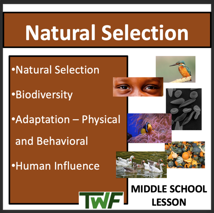 Natural Selection Lesson - MS–LS4-4 and MS-LS4-6 - Middle School