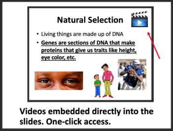 Natural Selection Lesson - MS–LS4-4 and MS-LS4-6 - Middle School, image 3