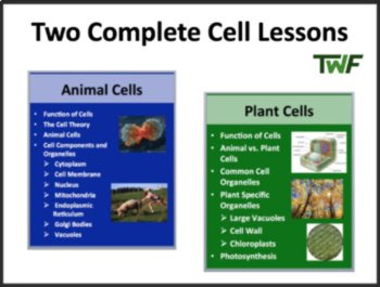 Animal and Plant Cells - 5E Lesson | Organelles, Photosynthesis, Cellular Resp, image 4