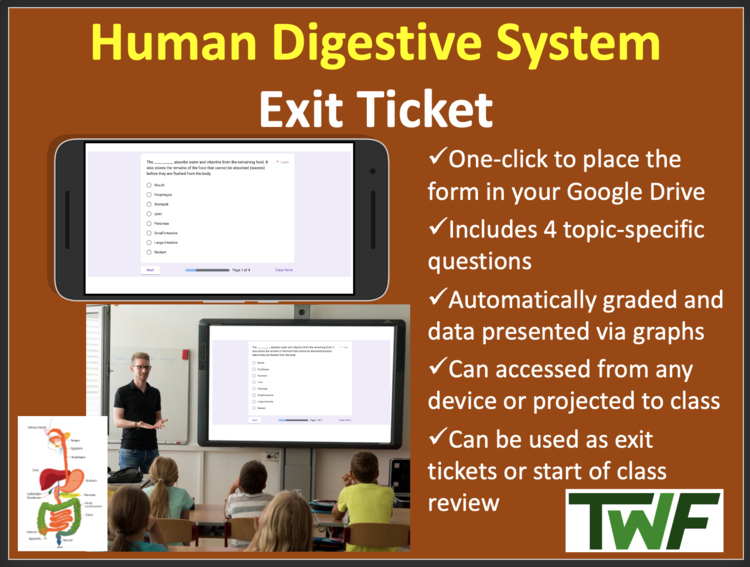 Human Digestive System Exit Ticket and Review Activity