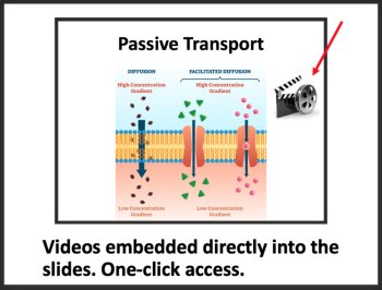 Cell Membrane and Transport - Middle School Lesson & Notes, image 3