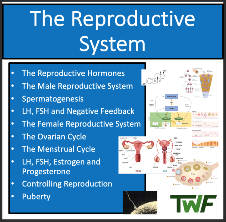 The Reproductive Systems | Male and Female Reproductive Systems