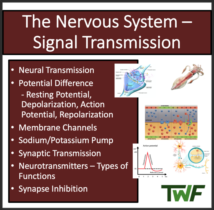 The Nervous System Signal Transmission | Google Slides & Distance Learning