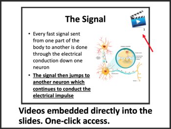 The Nervous System Signal Transmission | Google Slides & Distance Learning, image 2