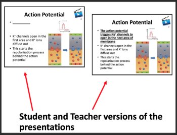 The Nervous System Signal Transmission | Google Slides & Distance Learning, image 3