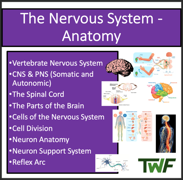 The Nervous System Anatomy | Google Slides & Distance Learning Ready