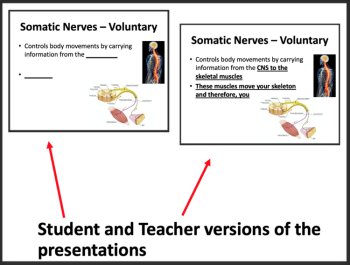 The Nervous System Anatomy | Google Slides & Distance Learning Ready, image 2