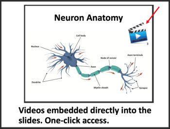 The Nervous System Anatomy | Google Slides & Distance Learning Ready, image 3