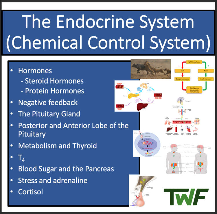 The Endocrine System - Google Slides & Distance Learning Ready