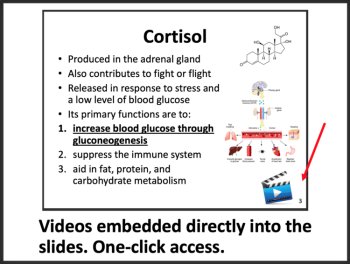 The Endocrine System - Google Slides & Distance Learning Ready, image 3